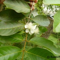 Psidium guineense Sw.